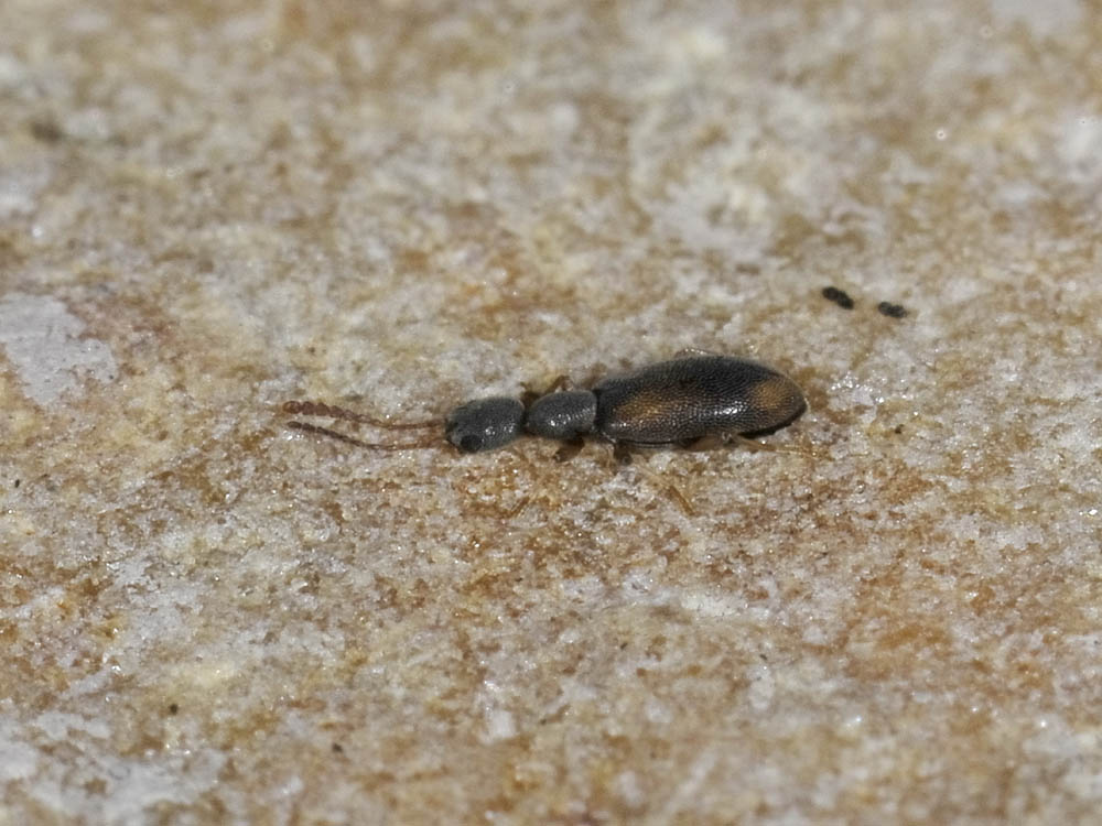 Endomia occipitalis (Anthicidae)